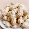 New Arrivals for Autum 2024, Naturally Sun-Dried Peanuts in Shells, Fresh Thin-Shelled Raw Peanuts, Farm-Grown and Can Be Used as Seeds