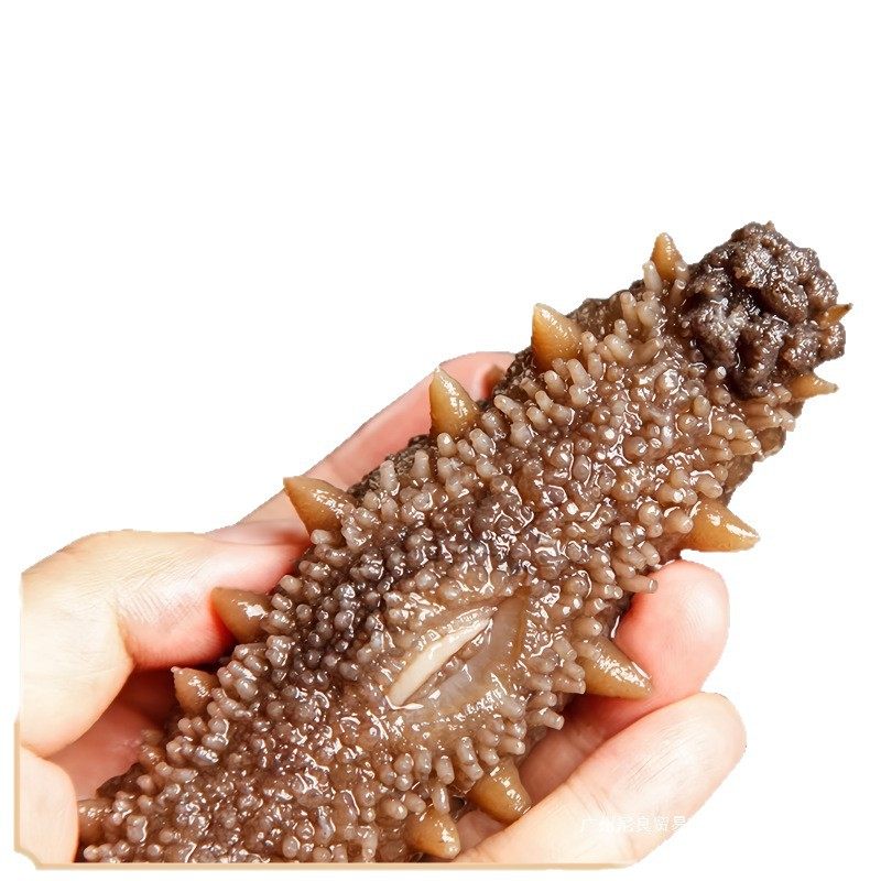 Wild Sea Cucumber Ready-To-Eat Dalian Sea Cucumber 500g Fresh Liaocheng Sea Cucumber Single Gift Box Instant Special Price