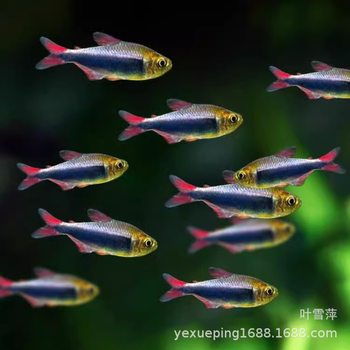 Blood wing blue emperor lamp fish living emperor lamp South American freshwater group tour tropical ornamental grass tank lamp fish fishing farm wholesale