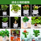 透明专用水培花盆水生植物室内容器塑料花瓶桌面绿萝摆放水培盆