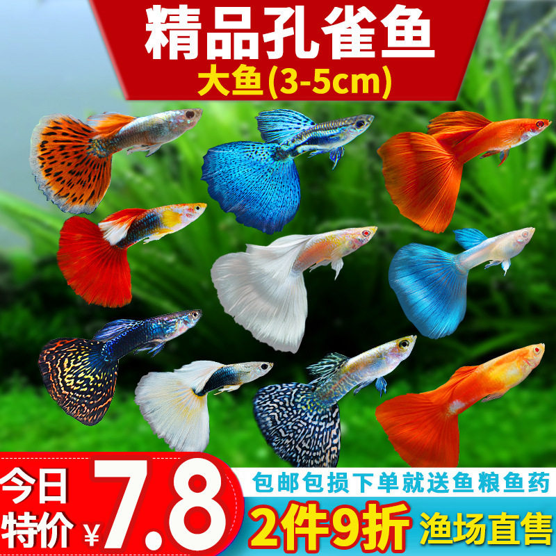 Guppy Fish Boutique Small Fish Tank Ornamental Fish Easy to Raise and Durable Tropical Fish Live Fish Sky Blue Small Fry