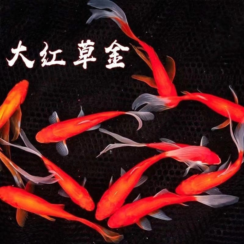 Red Grass Goldfish Is Easy to Raise and Long-Tailed Red Grass Ornamental Fish Koi Live Cold Water Fish Koi Red Grass Freshwater Fish