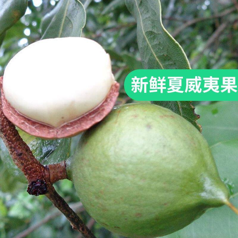 Hazelnuts, Macadamia Nuts, Seasonal Bulk New Fruits, Original Flavor, Green Skin, Thin Skin, Fresh Summer Fruits, Hazelnuts, Wild Edible