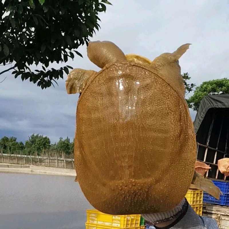 Fresh and Live Soft-Shell Turtles from Outdoor Ponds, Small Turtle Hatchlings, Male and Female Chinese Soft-Shell Turtles, Aquatic Turtles, Specialty Breeding Origin, Aliexpress