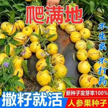 Super Sweet and High-Yielding Ginseng Fruit Seeds for Sowing in All Seasons, Potted Garden Vegetable Garden, Sweet and Juicy Fruit and Vegetable Seeds