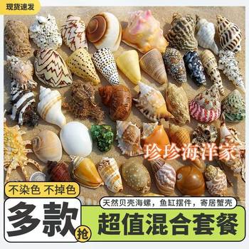 Natural Conch Shell Starfish Fish Tank Aquarium Landscaping Decoration Hermit Crab Shell Changing Crafts Collection Small