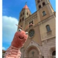 Pipi shrimp