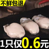 Fresh Oyster Meat Seafood Freshly Peeled on the Day Grilled Oyster Oyster Meat 250g Shipped from Miaizhou