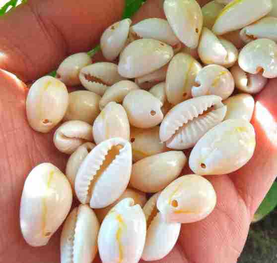 A+ High-Gloss Perforated Gold Ring Currency Gold Edge Shell Conch DIY Jewelry Bracelet Necklace Handmade Accessories Wholesale