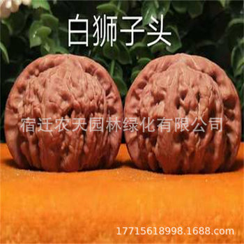 White Lion Walnut Saplings, Toad Head, Four-Story Building Walnut Saplings, Bearing Fruit in the Same Year, Suitable for Planting in Both Northern and Southern Regions