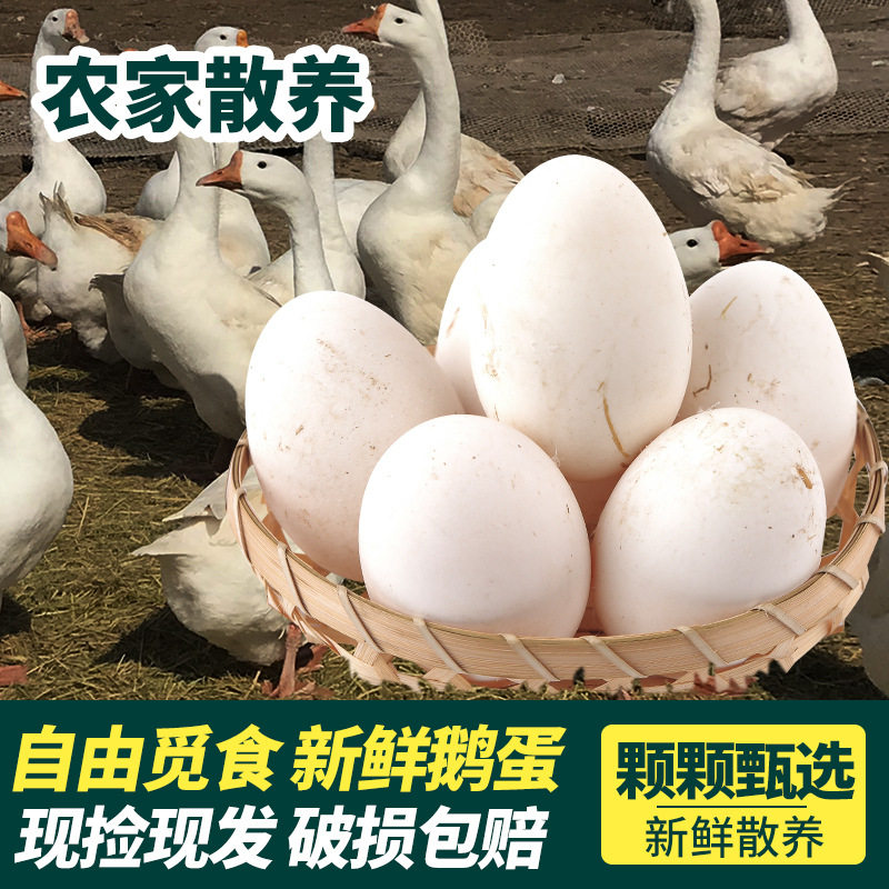 Sf Express Free Shipping Fresh Goose Eggs for Pregnant Women, Farm-Raised Free-Range Goose Eggs, Authentic Specialty, 12 Large Raw Goose Eggs, High-Quality Products