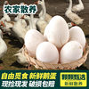Sf Express Free Shipping Fresh Goose Eggs for Pregnant Women, Farm-Raised Free-Range Goose Eggs, Authentic Specialty, 12 Large Raw Goose Eggs, High-Quality Products
