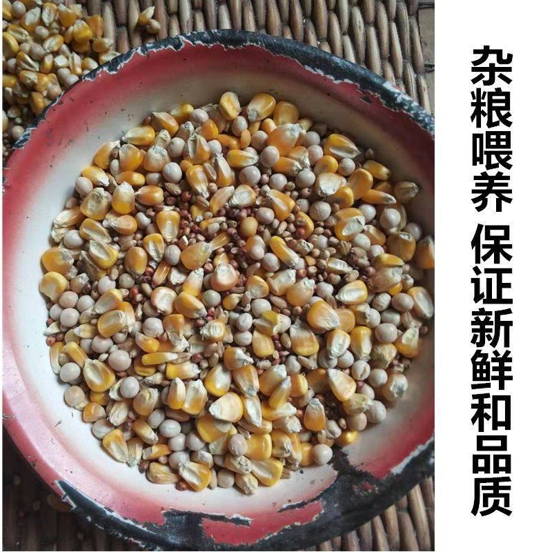 160 Pieces of Farm Grains to Feed Fresh Raw Quail Eggs, Fresh 120/50 Pieces/100 Pieces, Free Shipping
