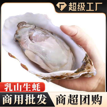 Authentic Rushan Oysters 2.5kg Pack Commercial Wholesale Extra Large Shellfish Seafood Aquatic Shellfish Wholesale