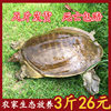 Fresh and Plump Wild-Raised Large Water Turtles, Cheap Turtle Eggs, Chinese Soft-Shell Turtles, Small Turtles, Wholesale Party Snacks
