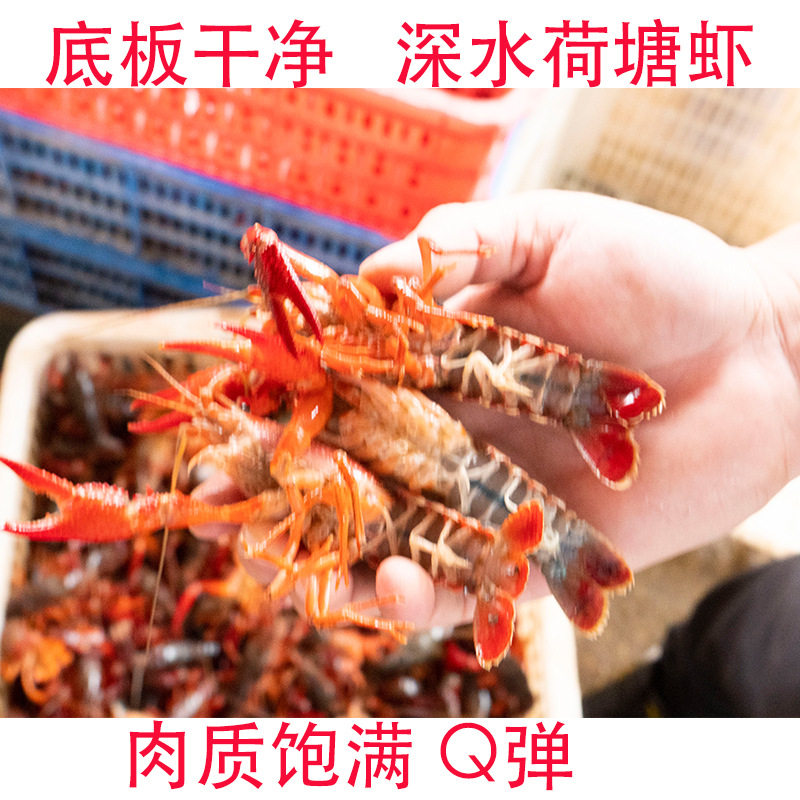 Fresh Crayfish Wholesale 234 Yuan Small Shrimp Hubei Qingshui Cultured Restaurant Catering Commercial Aquatic Live Shrimp Green Shrimp