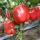 Семена сладкого перца Yanyou red crown, крупная кожура, густой зеленый перец, небесный перец, семена красного фонарного перца, огород, комнатные растения на ферме mini 1