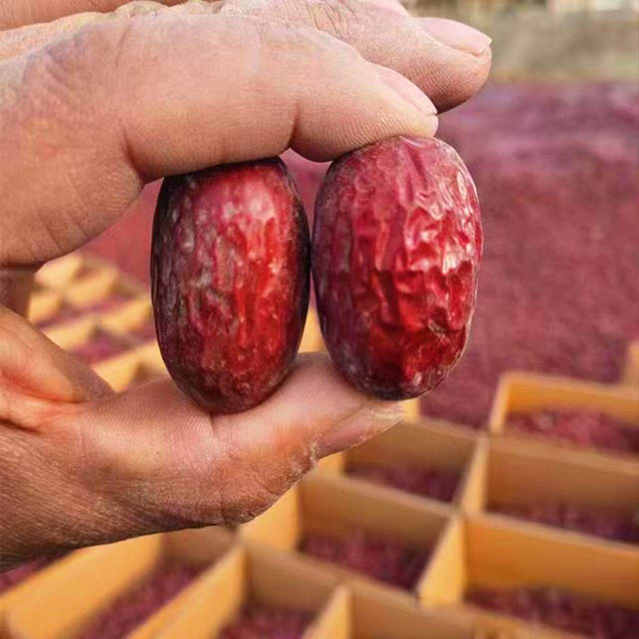 [Direct from Xinjiang]25 Years New Authentic Xinjiang Specialty Ruoqiang Dried Gray Dates Original Bulk Red Dates