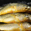 Yellow Croaker Small Yellow Croaker Extra Large Fresh Sea-Caught Fresh Seafood Wholesale Small Yellow Croaker Whole