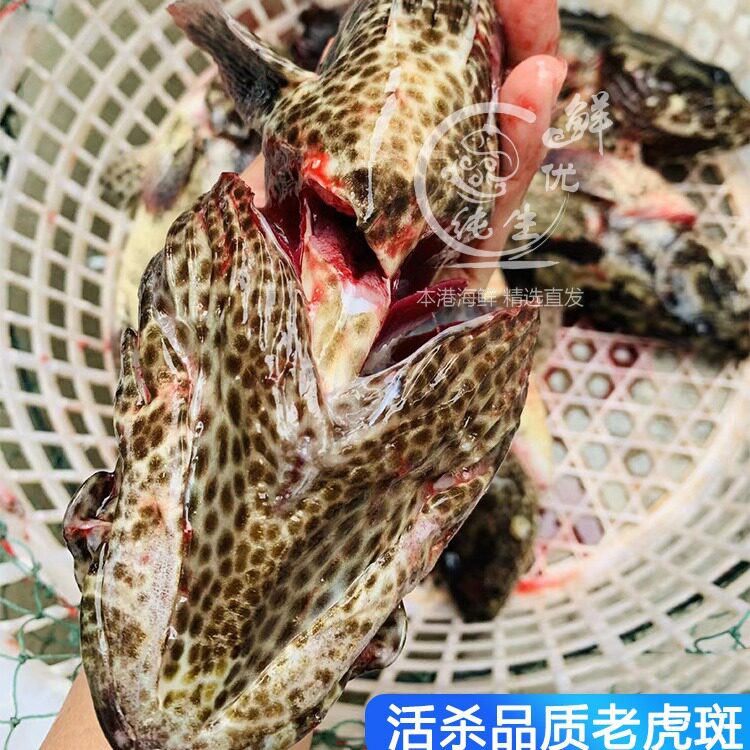 Deep-Sea Tiger Spot Wholesale, Sea-Caught Grouper Tiger Spot, Now Killed, Frozen, High-End Fresh Seafood Hotel Catering Supply
