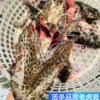 Deep-Sea Tiger Spot Wholesale, Sea-Caught Grouper Tiger Spot, Now Killed, Frozen, High-End Fresh Seafood Hotel Catering Supply