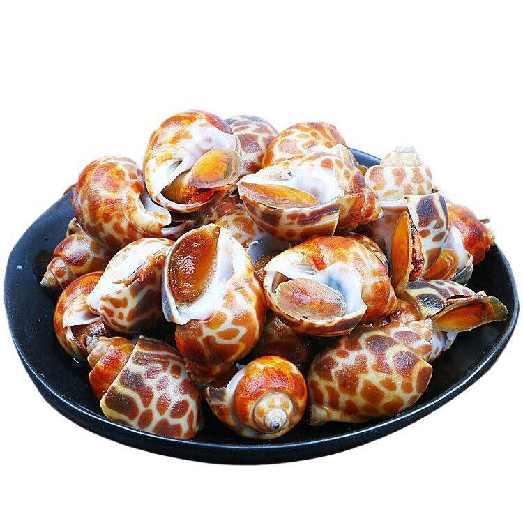 Fresh Live Conch, Extra-Large Seafood, Fresh Frozen Dongfeng Conch, Extra-Large Flower Snail Shellfish