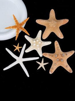 Natural Conch Shell Steamed Bun Starfish Finger Starfish Decorative Ornaments White Home Accessories Photography Props