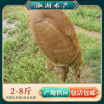 Wild-Raised Turtle Meat from a Mud Pond, 1.0kg-1.5kg Year-Old Turtle, Freshwater Turtle, over Four Years Old, Suitable for Soup, Nutritious
