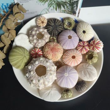 Dream Sea Urchin Shell Princess Wind Night Light Accessories Natural Sea Urchin Shell Mediterranean Lantern Sea Urchin Medal Sea Urchin