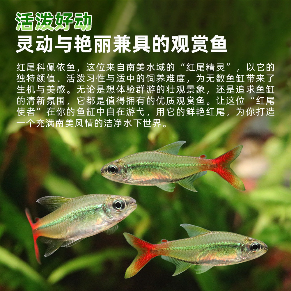 Red-Tailed Corydoras Fish from South America, Mid-To-High-End Live Tropical Freshwater Fish for Planted Tanks, Shoaling Neon Corydoras Fry