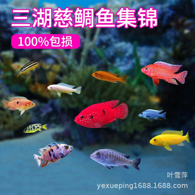 Snapper Sanhu Cichlid Fish Black Line Prince Live Horse Snapper Tan Carving Resistant and Easy to Maintain Tropical Ornamental Fish Freshwater Fish Wholesale