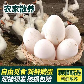 Fresh Goose Eggs Wholesale Fresh Weishan Lake Farm Free-Range Pregnant Women Raw Soil Now Picked up and Shipped in a Box for Immediate Delivery