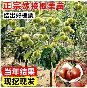 Grafted Chestnut Saplings for Planting in the South and North, Large Red Robe Chestnuts, Extra-Large Chestnut Trees, Fruit Tree Seedlings