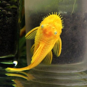 Golden Beard Fish Living Blue Eye Beard Red Eye Beard Camouflage Snowflake Beard Algae Cleaning Fish Tropical Fish