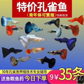 Guppy, Small Fish, Tropical Fish, All Kinds of Cleaners, Easy to Raise Ornamental Fish, Small Freshwater Zebrafish, Goldfish, Others