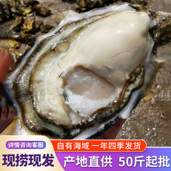 Place of Origin: 25kg Fresh Oysters, Whole Box of Live Oysters, Commercial Shellfish, Seafood, Fresh Aquatic Products, Wholesale