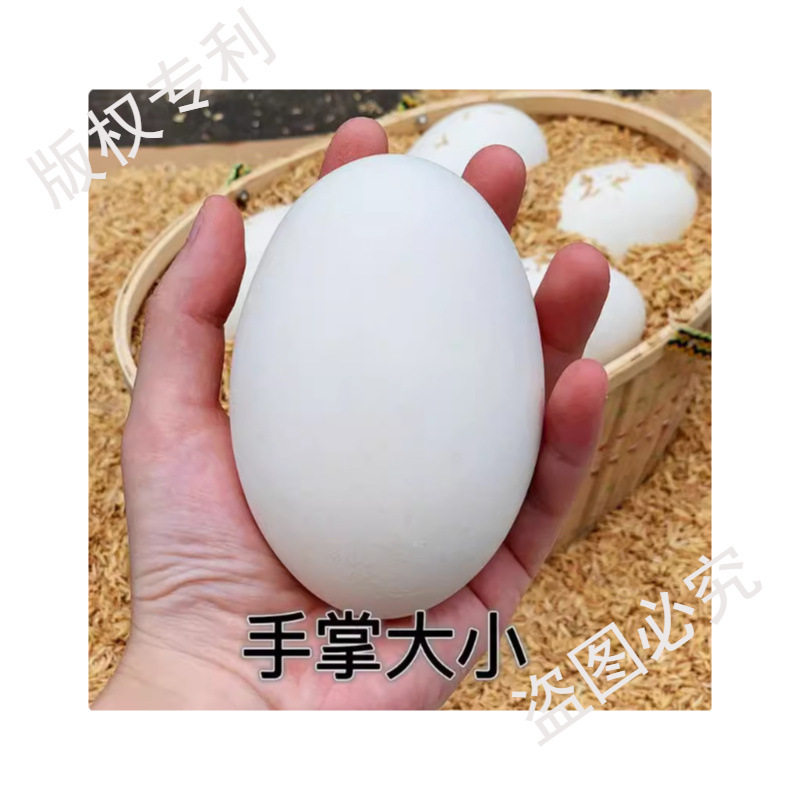 Hot-Selling Fresh Goose Eggs from Farm, Free-Range Large Goose Eggs, Wild River Water-Raised Goose Eggs for Pregnant Women, Large and Good Eggs
