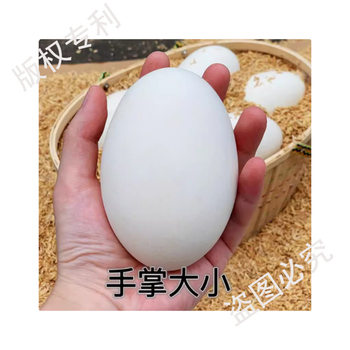 Hot-Selling Fresh Goose Eggs from Farm, Free-Range Large Goose Eggs, Wild River Water-Raised Goose Eggs for Pregnant Women, Large and Good Eggs