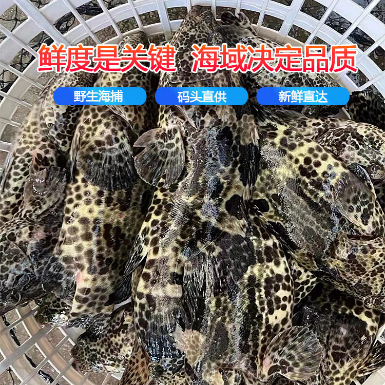 Deep-Sea Tiger Spot Wholesale, Sea-Caught Grouper Tiger Spot, Now Killed, Frozen, High-End Fresh Seafood Hotel Catering Supply