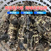 Deep-Sea Tiger Spot Wholesale, Sea-Caught Grouper Tiger Spot, Now Killed, Frozen, High-End Fresh Seafood Hotel Catering Supply