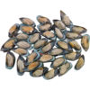 New Zealand Mussels, Half-Shelled Frozen, Imported, Full of Meat, Special for Catering and Hotel Western Food
