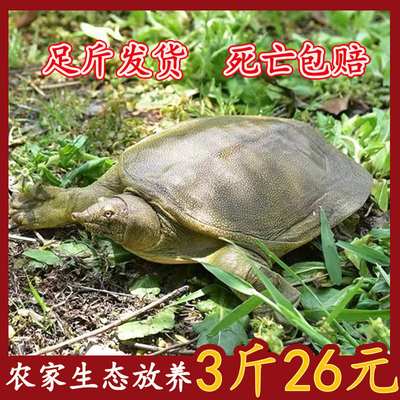 Fresh and Plump Wild-Raised Large Water Turtles, Cheap Turtle Eggs, Chinese Soft-Shell Turtles, Small Turtles, Wholesale Party Snacks