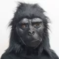 Chimpanzee