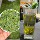 2026 Новый чай премиум-класса Mingqian Bird tongue Tea Весенний чай с бамбуковыми зелеными альпийскими ростками Зеленый чай с птичьим языком Mingqian Whole bud высокого качества mini 6