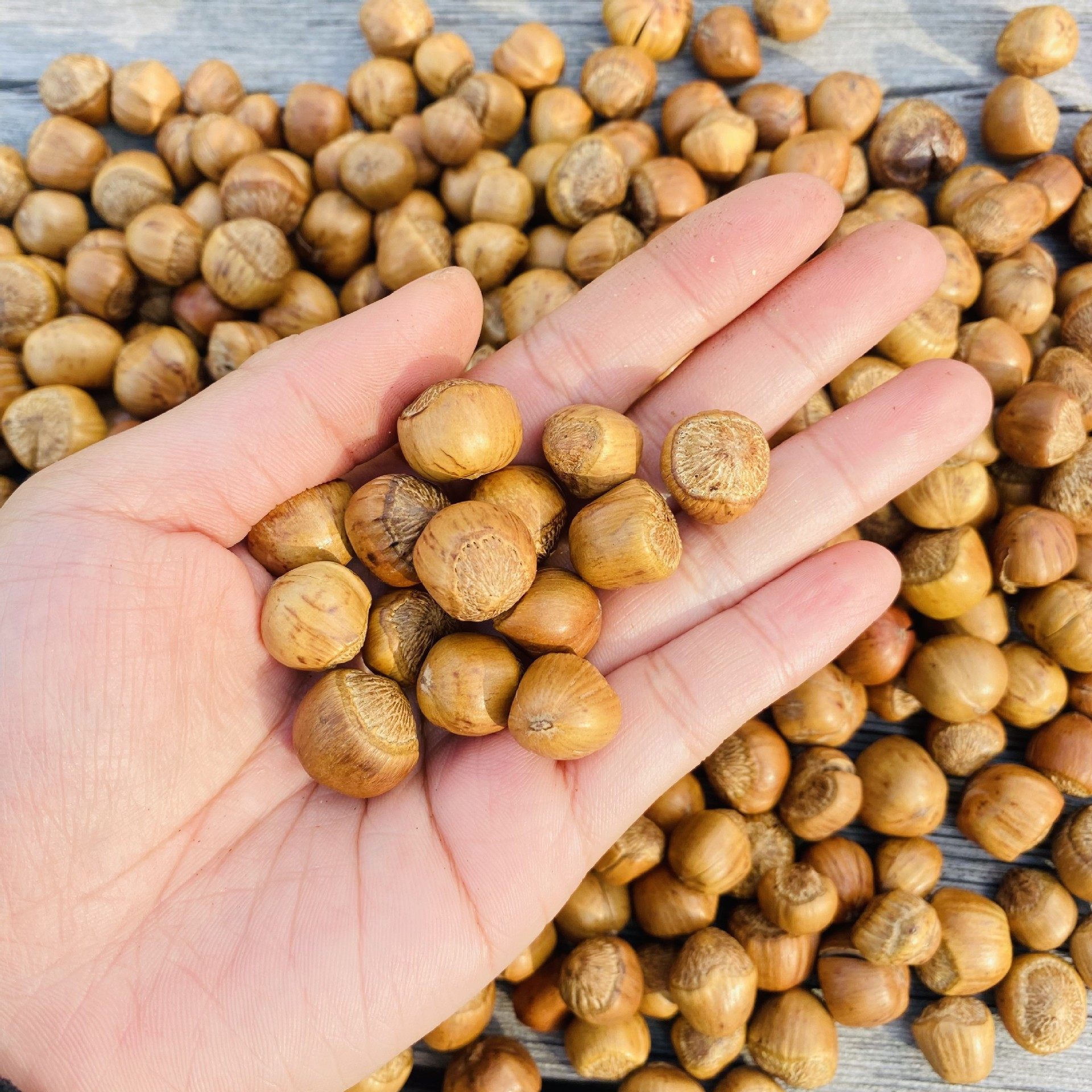 New Arrival Daxinganling Wild Snack Nuts Crispy Cooked Fire Hazelnuts Fried Hand-Patted Water Leakage Original Flavor