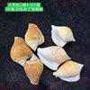 Micro-Landscape Wholesale Conch Shells, Mediterranean Accessories, Various Materials, Drift Bottles, Decorative Fish Tank Landscaping by the Pound