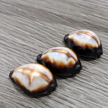 Natural Small Conch Shell Agate Conch Rare Specimen Fish Tank Landscaping Home Window Decoration Creative Gift