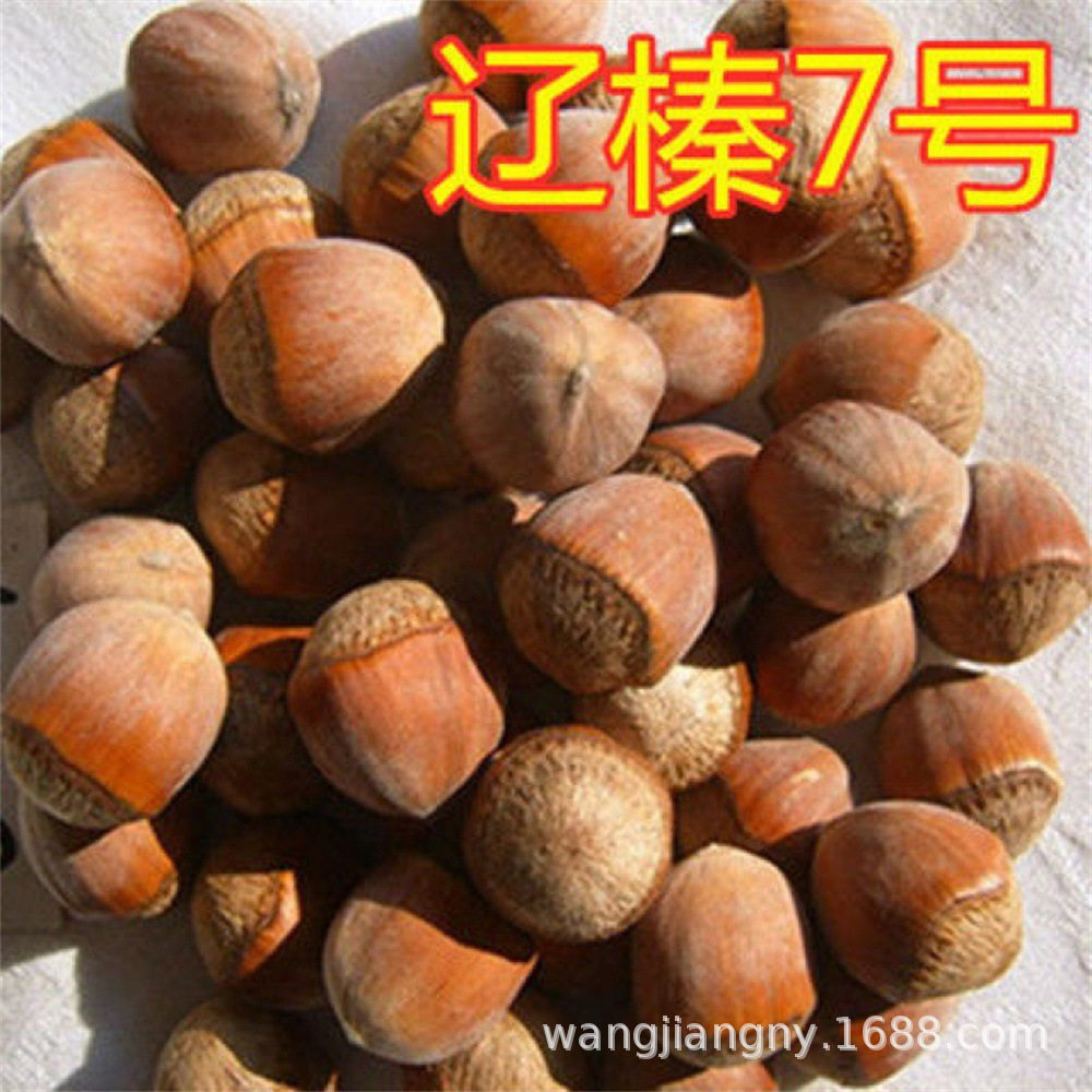 Large Hazelnut Saplings, Thin-Skinned Pingou Large-Fruited Northeastern Hazelnut Nut Saplings, Cold-Resistant, Planted in the North and South, and Bear Fruit in the Same Year