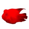 Red Parrot Fish Live Fish Tropical Ornamental Fish Freshwater Fish Feng Shui Fish Ingot Fish Blood Red Fish Fortune Fish Others