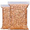 2025 New Original Thin-Shell Long Pine Nuts Hand-Peeled Pine Nuts 500g Simple Package Net Content Nut Snacks Roasted Seeds